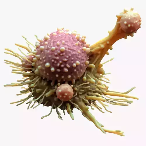 Cancer Cell Tumor