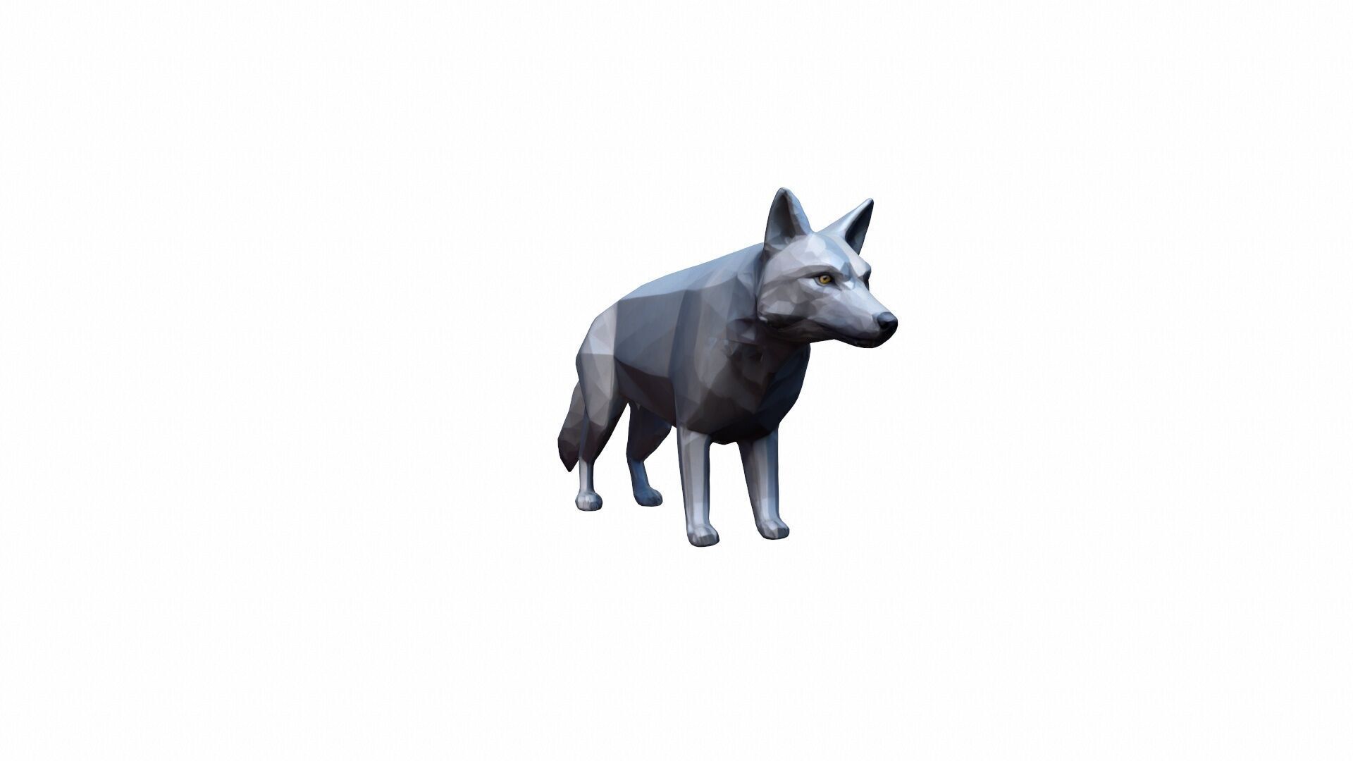 The Wolf Is A Powerful Intelligent Predator 3D model_0