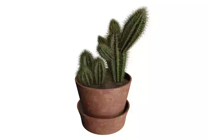 Potted Cereus Cactus