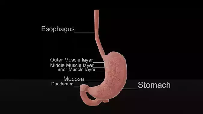 Detailed Stomach Anatomy Model 3D print model