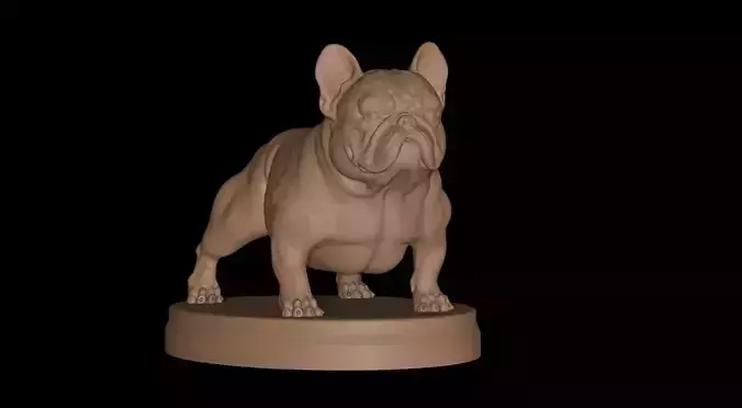 French Bulldog Exotic