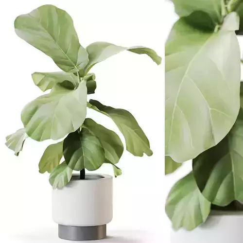 Plant 1255 3D model