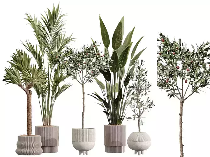 AV Indoor Plants Set 212 Mission Olive ParadiseBird Yucca Areca