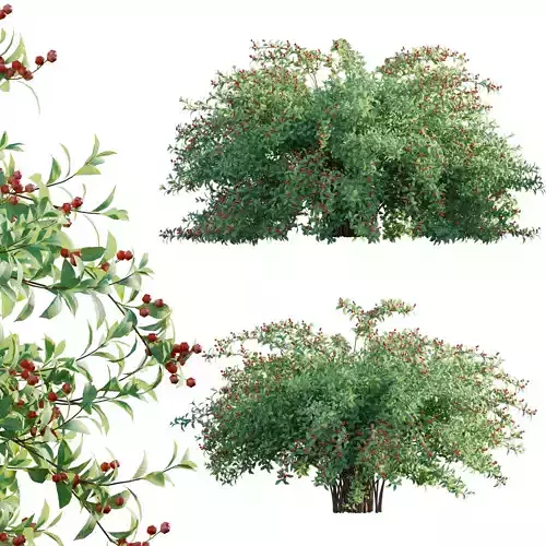 Ilex verticillata - Winterberry 01