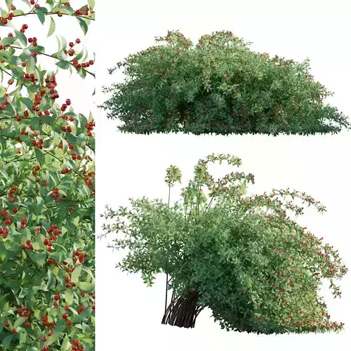 Ilex verticillata - Winterberry 02