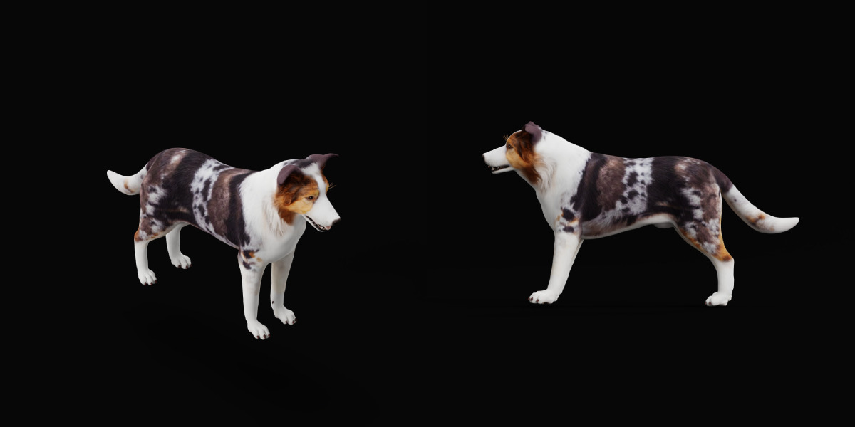 Blue Merle Border Collie Dog Low-poly 3D model_28