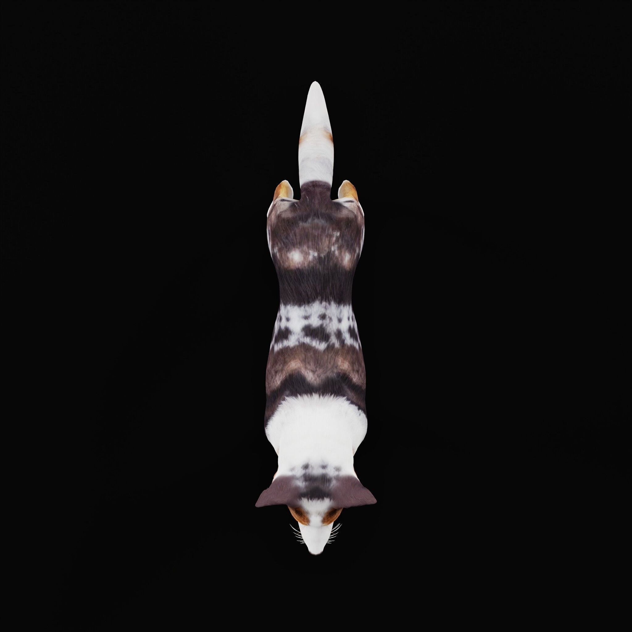 Blue Merle Border Collie Dog Low-poly 3D model_45