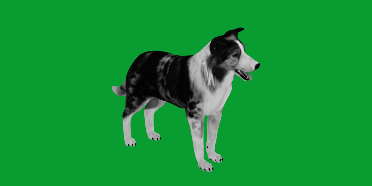 Blue Merle Border Collie Dog Low-poly 3D model_17