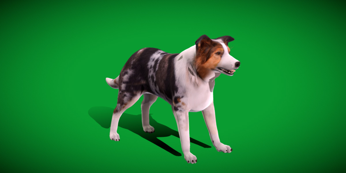 Blue Merle Border Collie Dog Low-poly 3D model_26