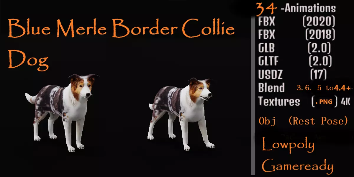 Blue Merle Border Collie Dog Low-poly 3D model_0