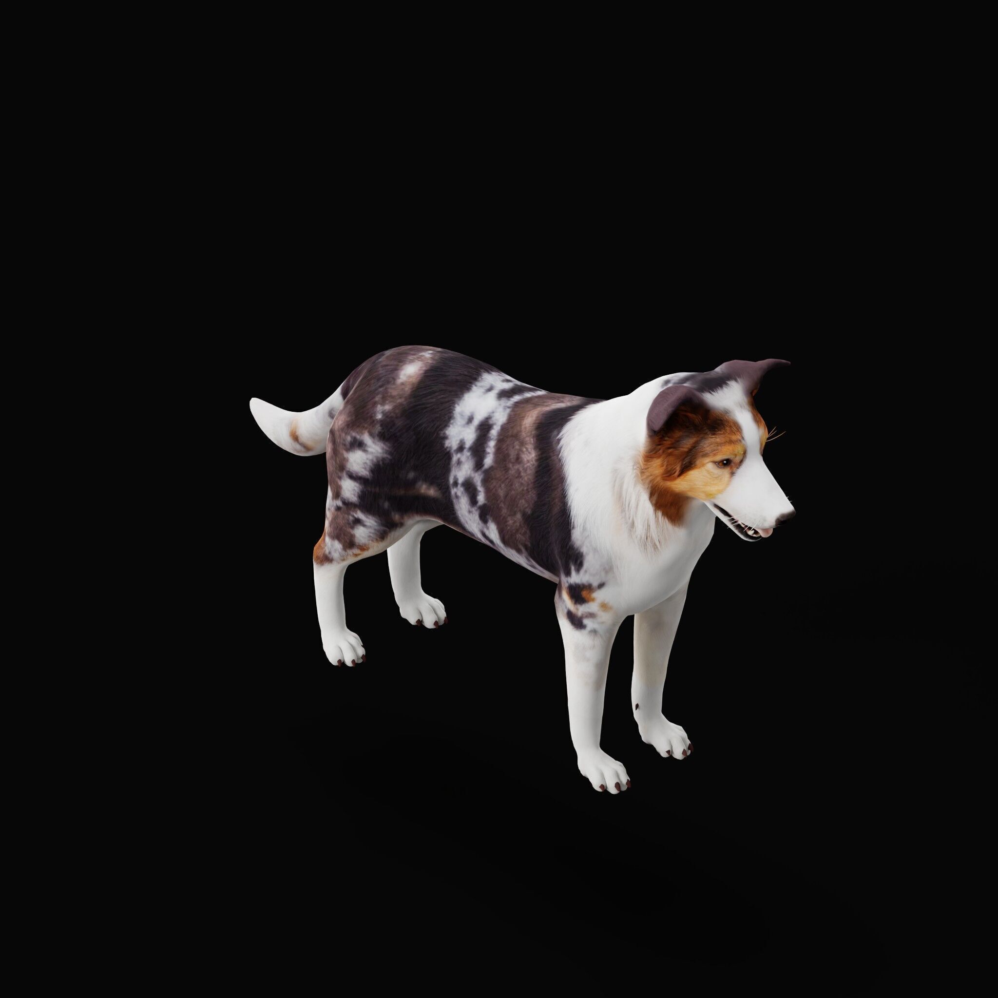 Blue Merle Border Collie Dog Low-poly 3D model_47