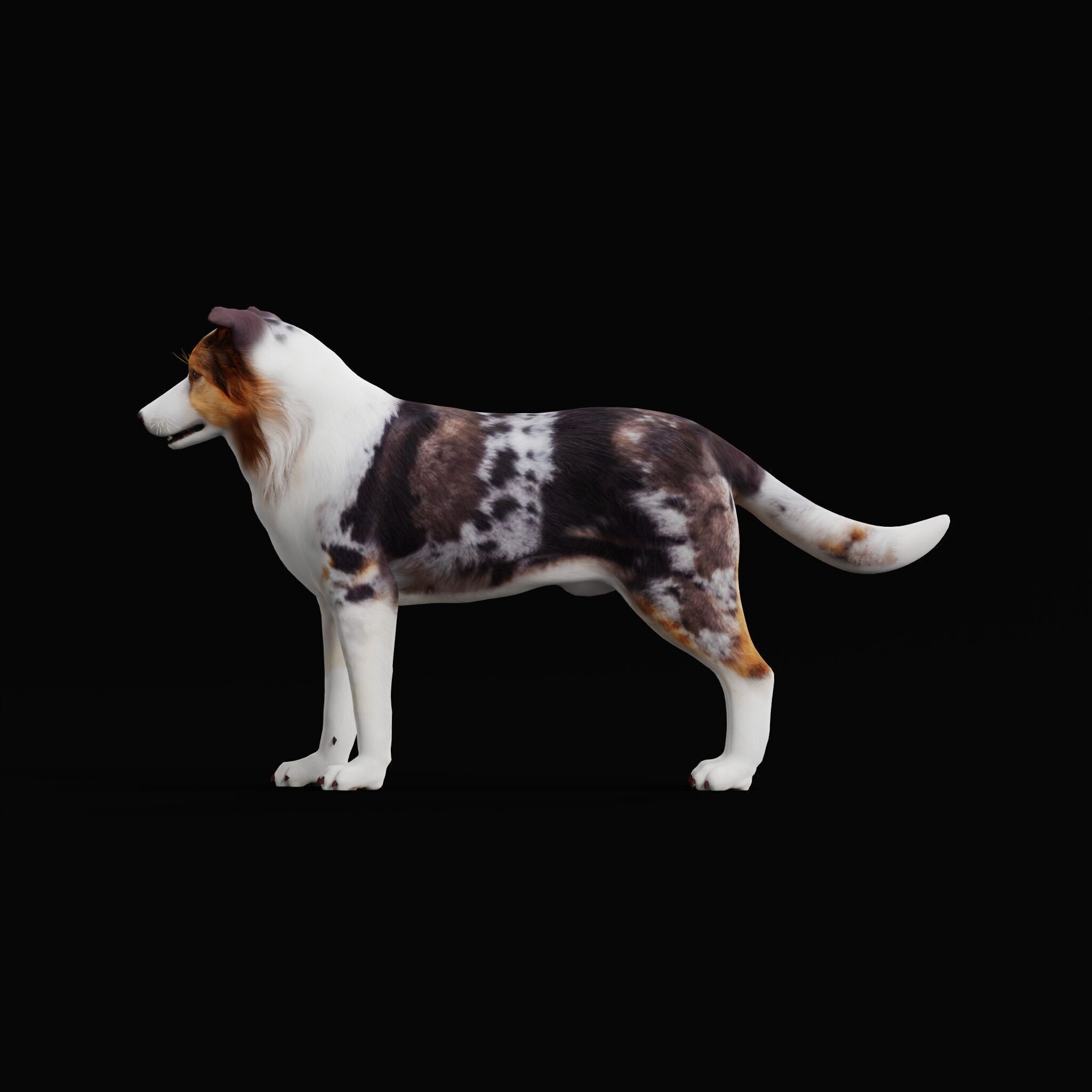 Blue Merle Border Collie Dog Low-poly 3D model_39