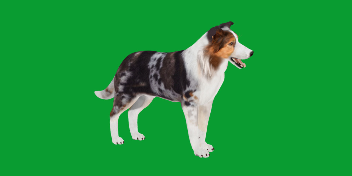 Blue Merle Border Collie Dog Low-poly 3D model_30