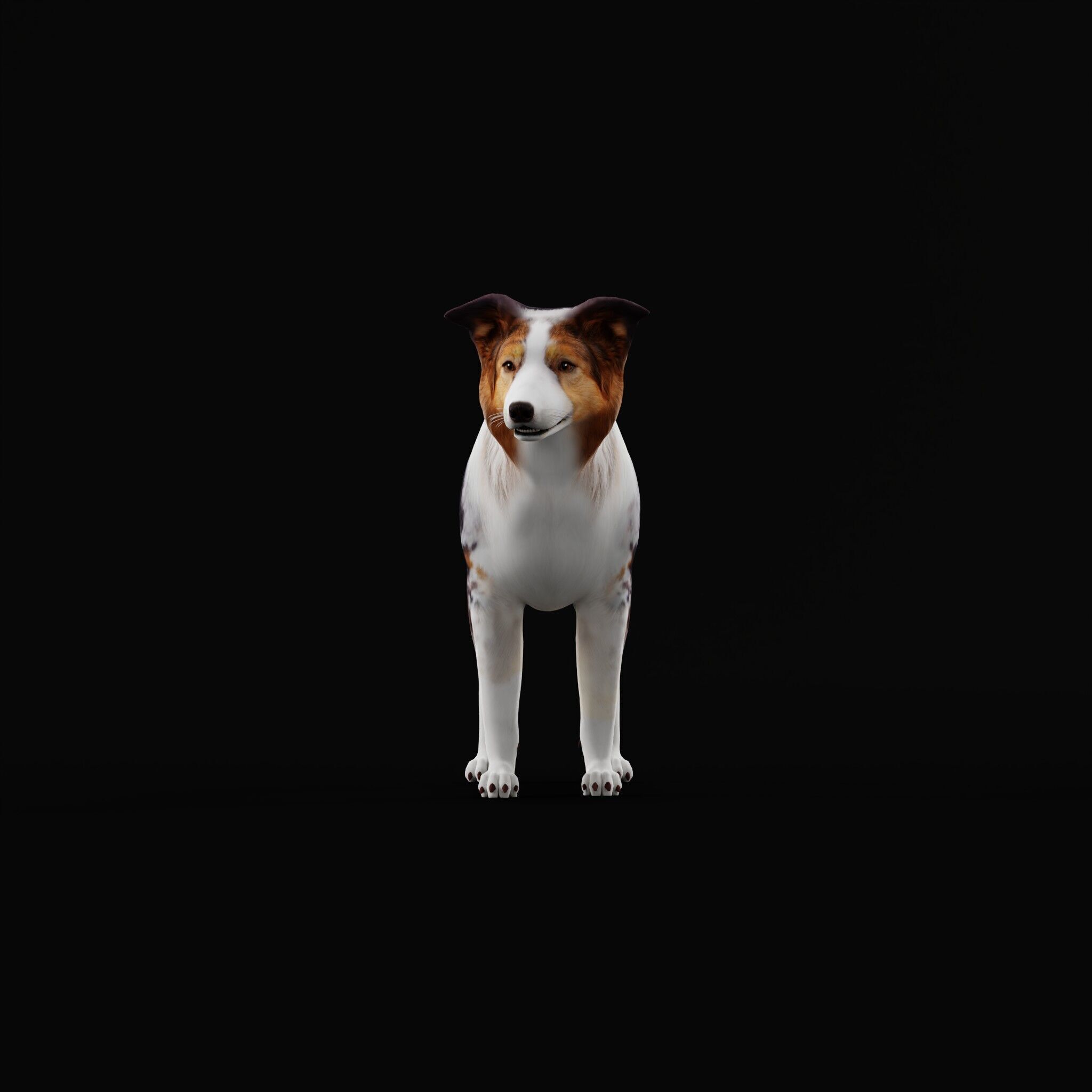 Blue Merle Border Collie Dog Low-poly 3D model_38