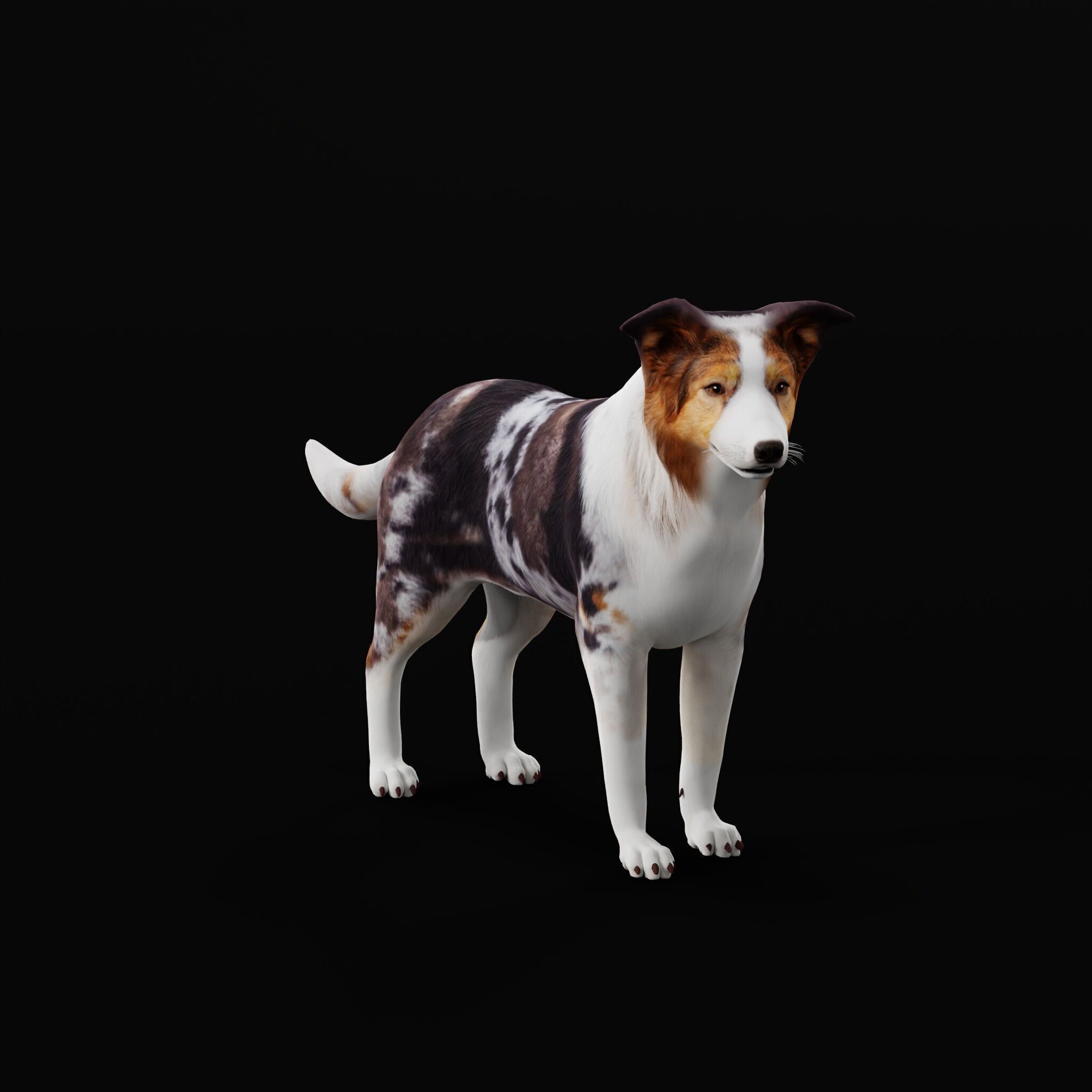 Blue Merle Border Collie Dog Low-poly 3D model_36