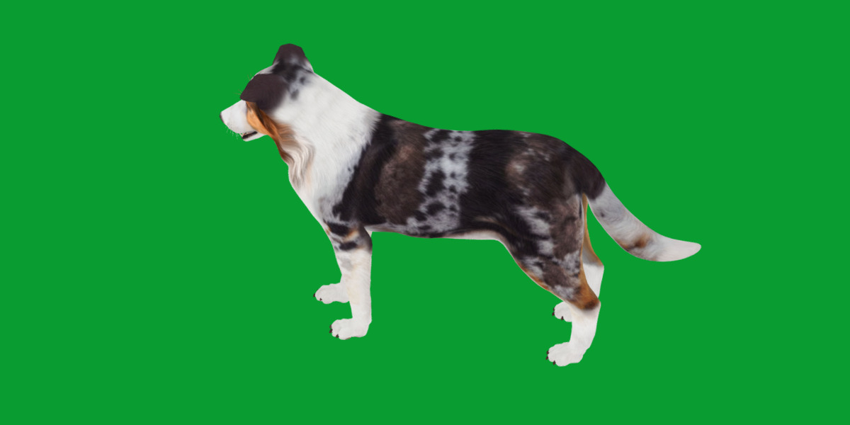 Blue Merle Border Collie Dog Low-poly 3D model_14