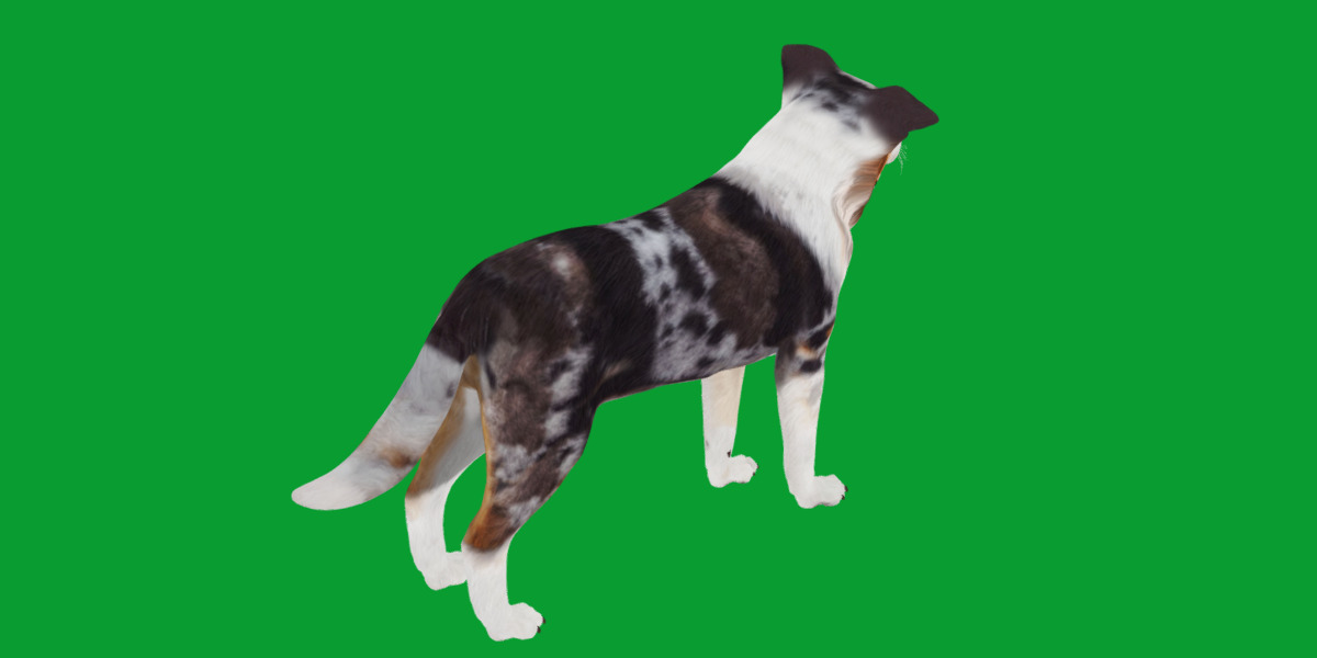 Blue Merle Border Collie Dog Low-poly 3D model_7