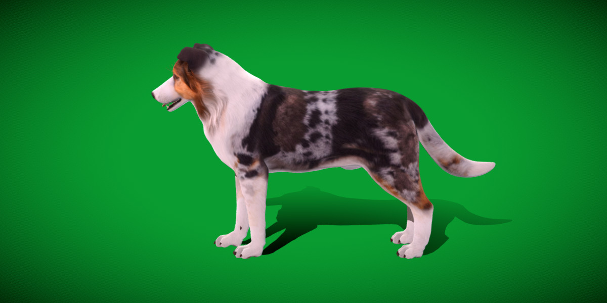 Blue Merle Border Collie Dog Low-poly 3D model_25