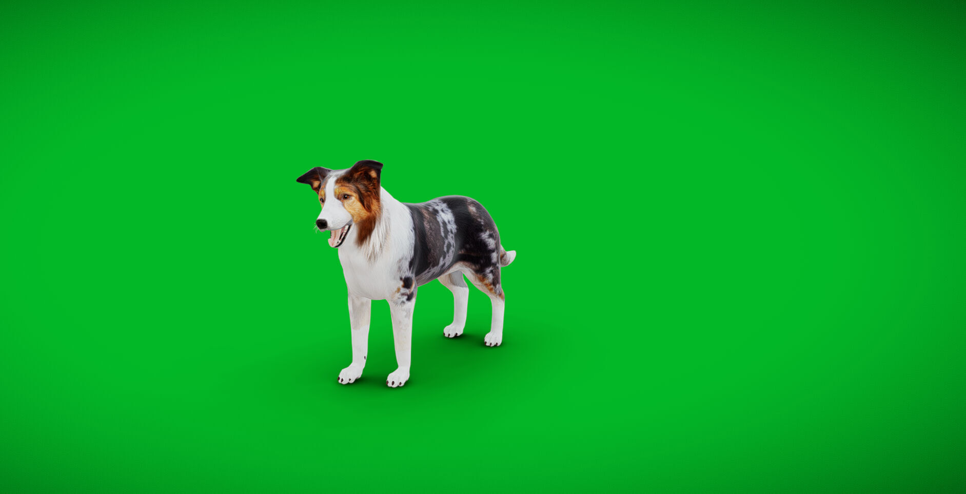 Blue Merle Border Collie Dog Low-poly 3D model_34