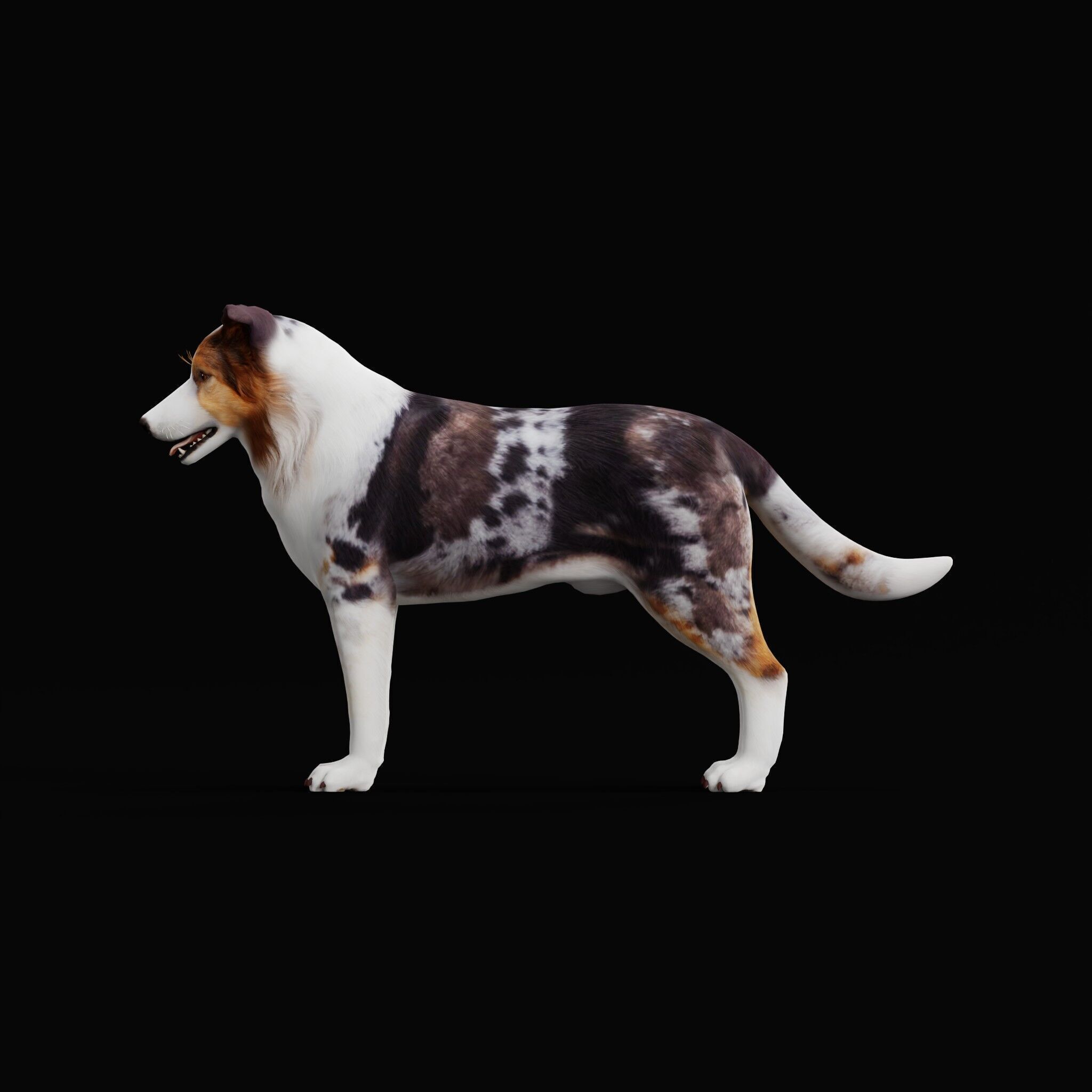 Blue Merle Border Collie Dog Low-poly 3D model_46