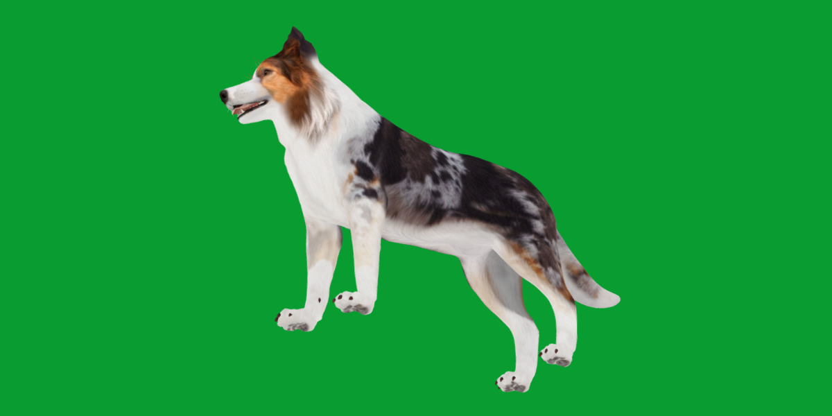 Blue Merle Border Collie Dog Low-poly 3D model_13