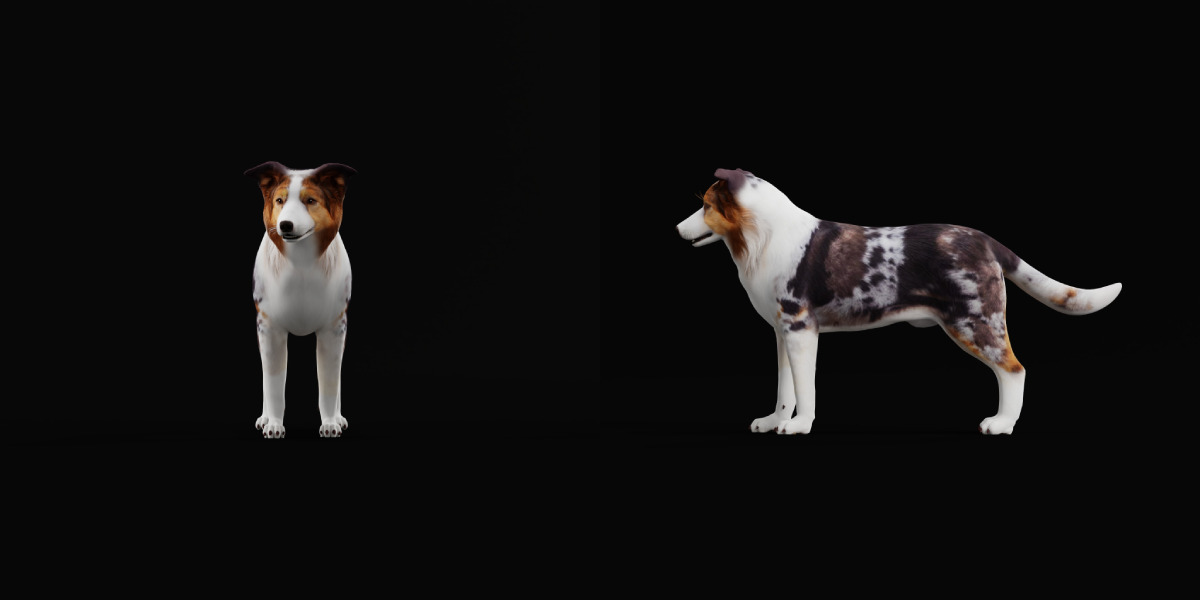 Blue Merle Border Collie Dog Low-poly 3D model_19