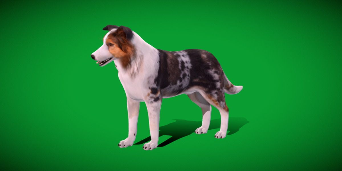 Blue Merle Border Collie Dog Low-poly 3D model_8