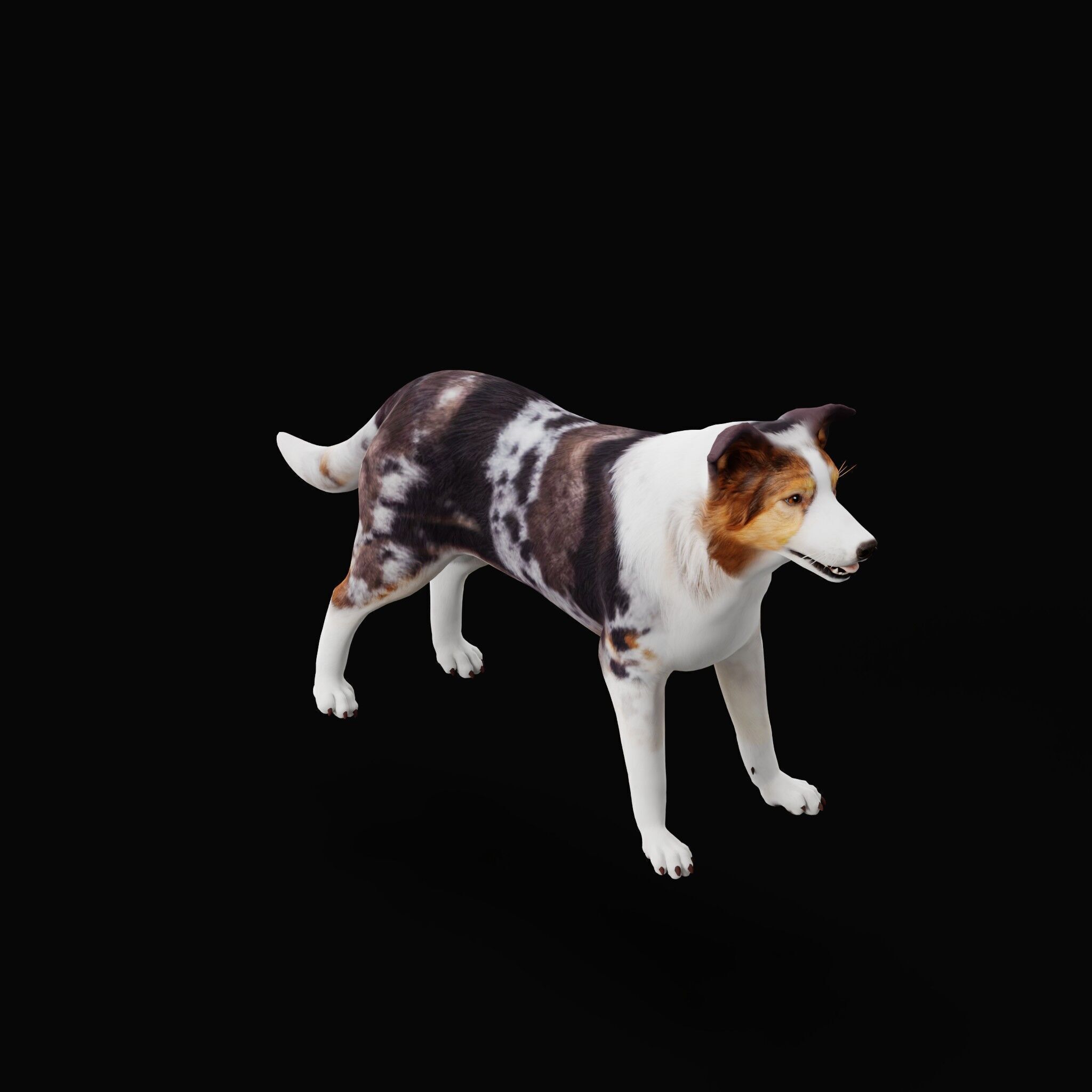 Blue Merle Border Collie Dog Low-poly 3D model_44