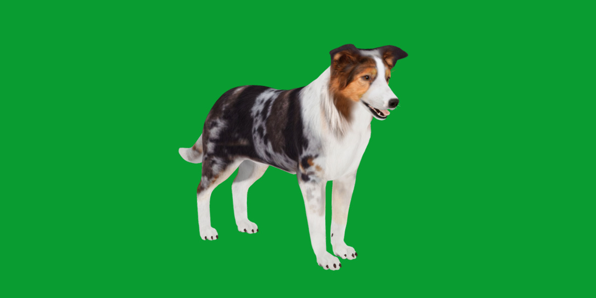 Blue Merle Border Collie Dog Low-poly 3D model_12