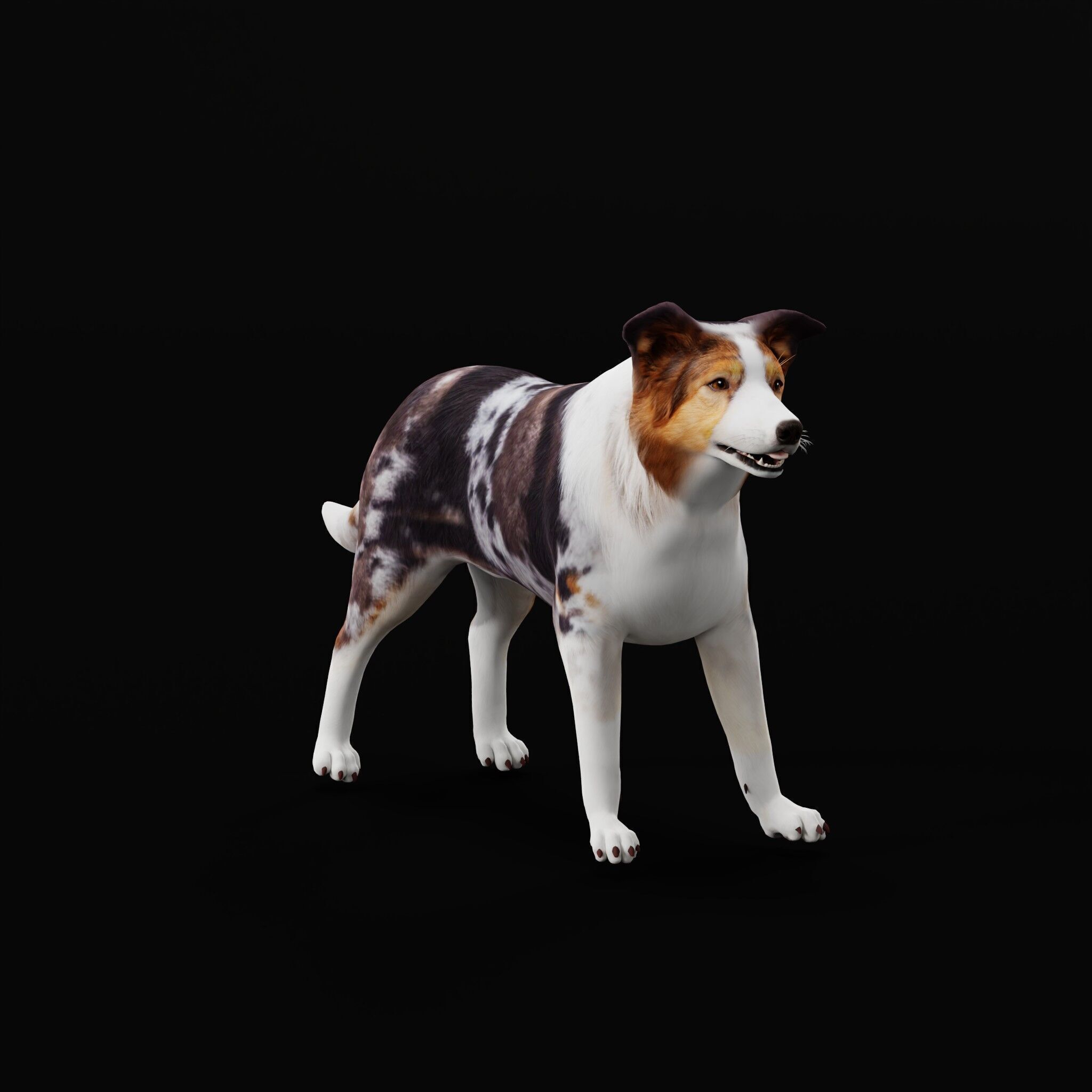 Blue Merle Border Collie Dog Low-poly 3D model_37
