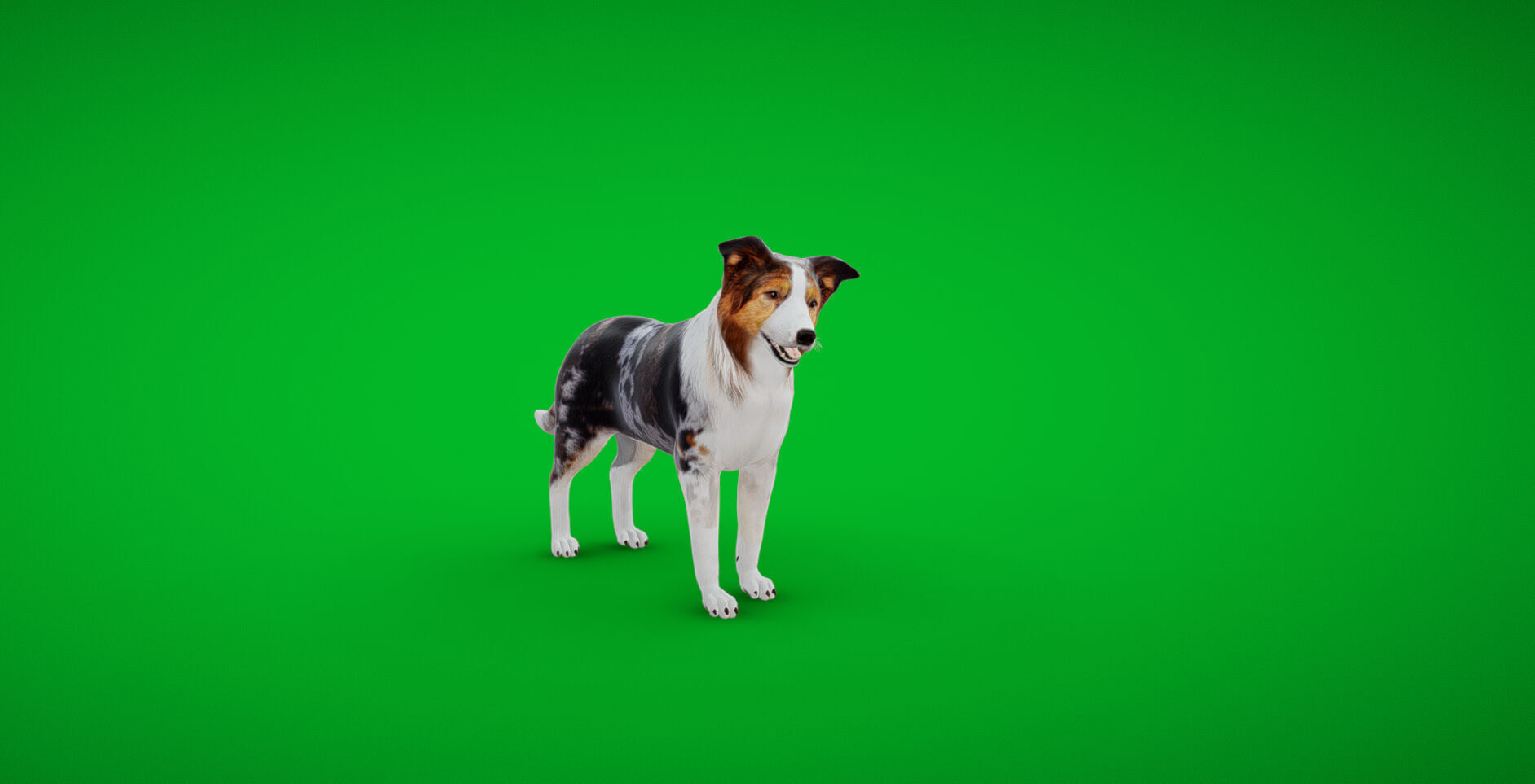 Blue Merle Border Collie Dog Low-poly 3D model_35