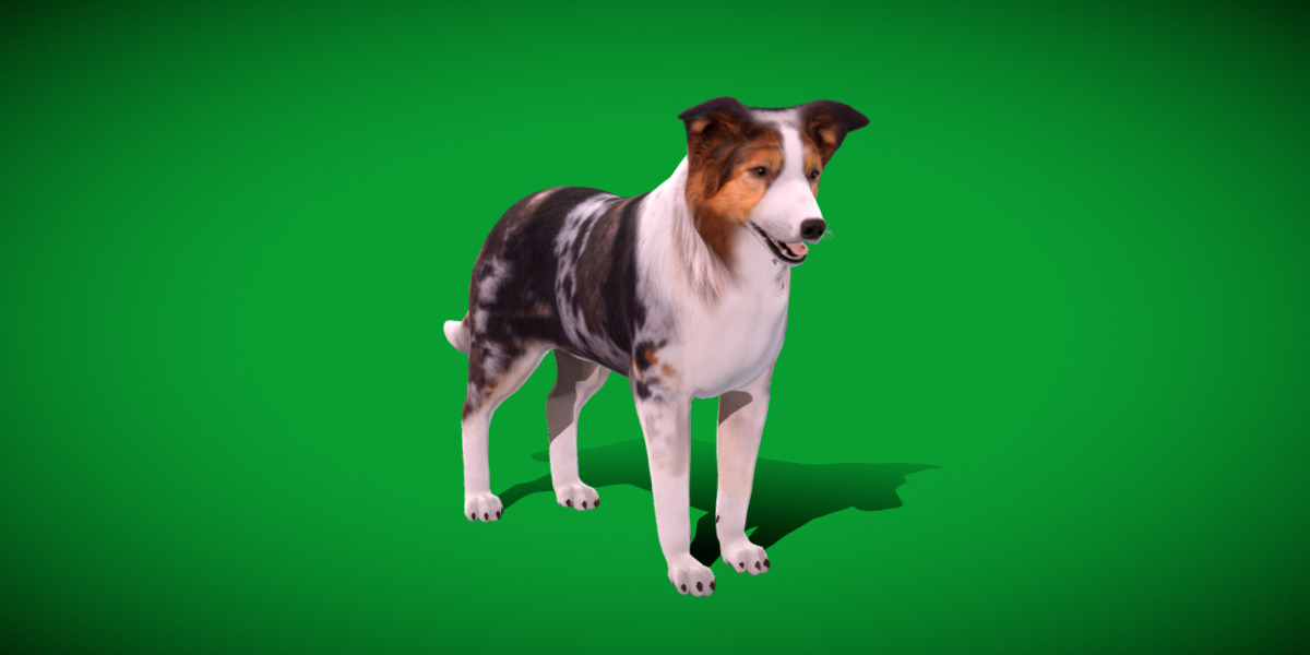 Blue Merle Border Collie Dog Low-poly 3D model_16