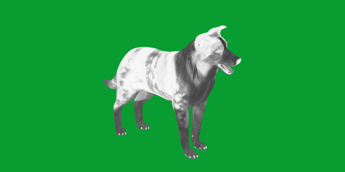 Blue Merle Border Collie Dog Low-poly 3D model_29