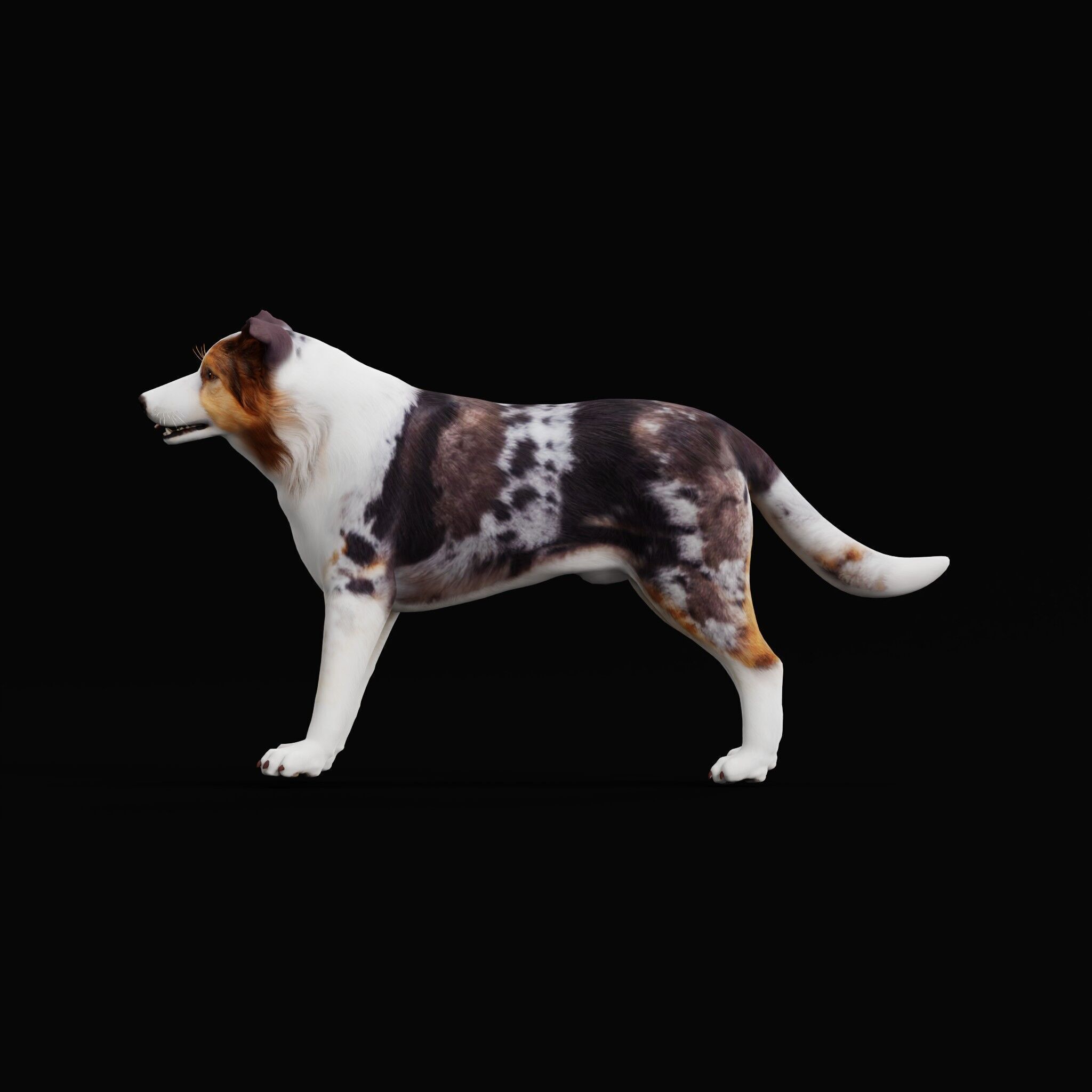 Blue Merle Border Collie Dog Low-poly 3D model_41