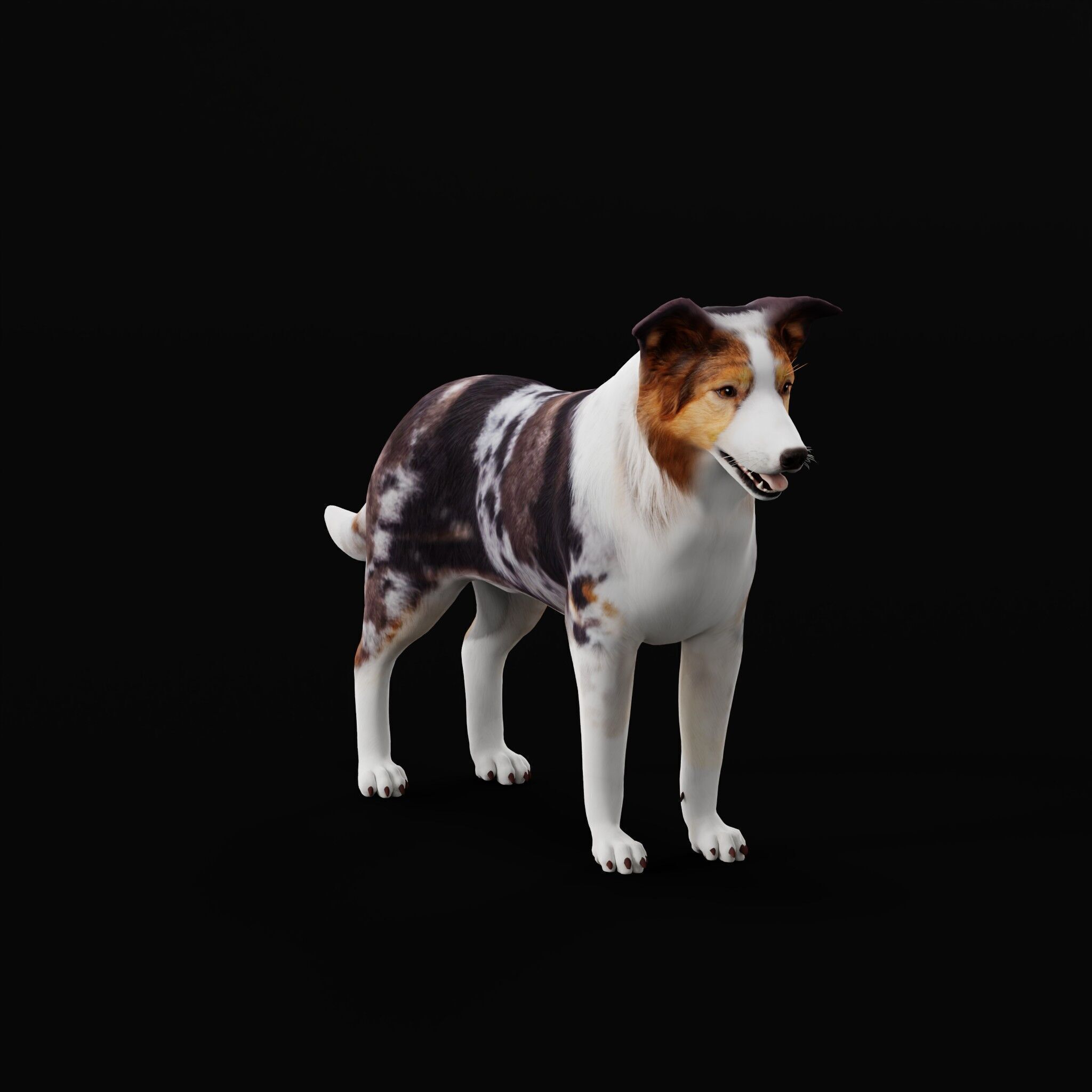Blue Merle Border Collie Dog Low-poly 3D model_42