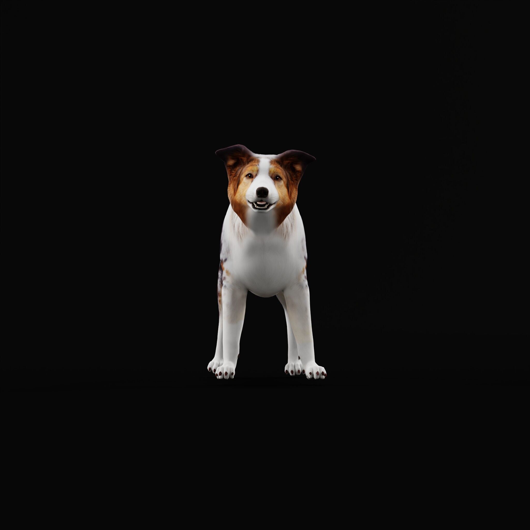 Blue Merle Border Collie Dog Low-poly 3D model_48