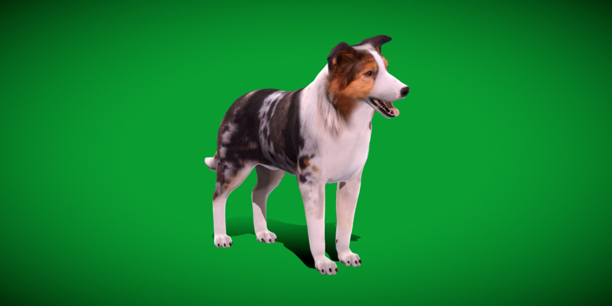 Blue Merle Border Collie Dog Low-poly 3D model_11