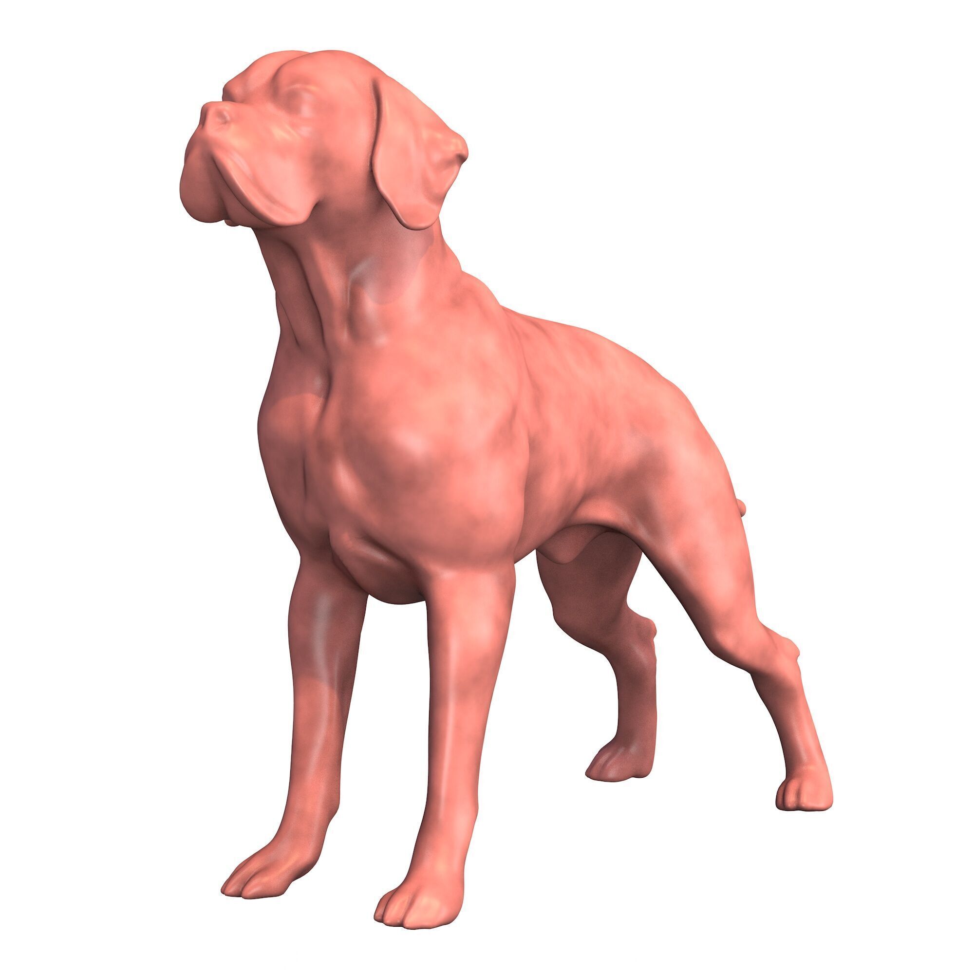 Portuguese Pointer Dog Figurine 3D print model_5