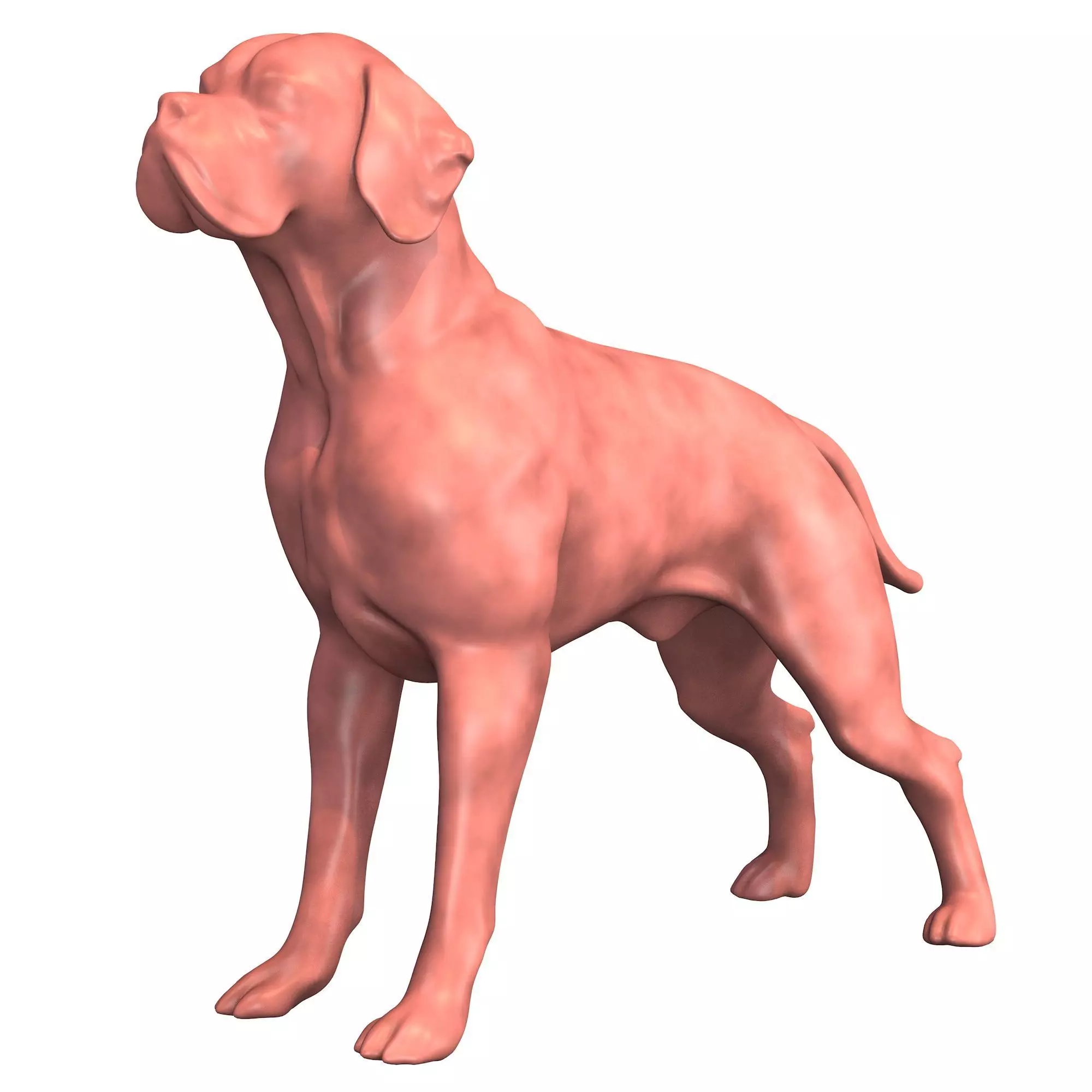 Portuguese Pointer Dog Figurine 3D print model_0