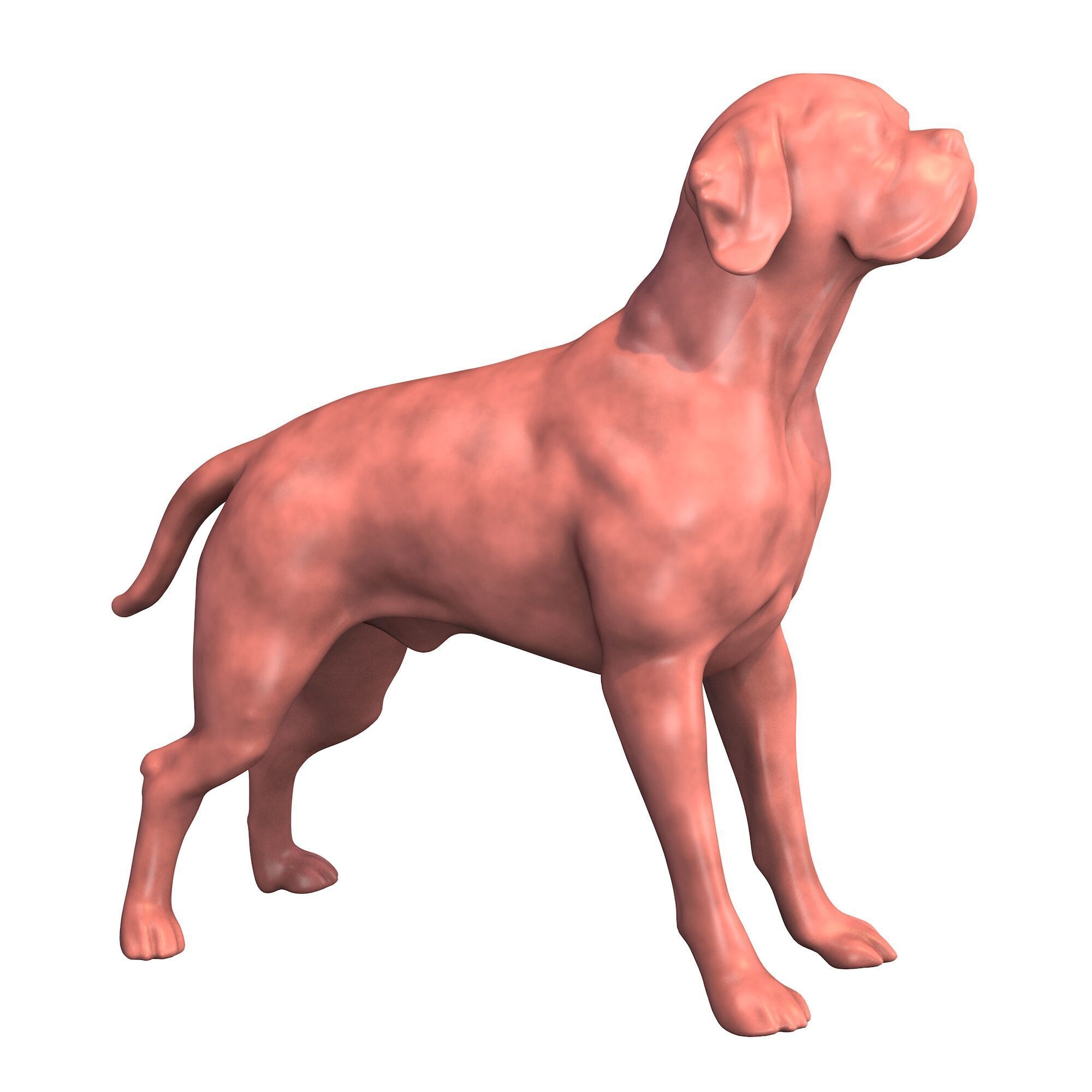 Portuguese Pointer Dog Figurine 3D print model_4