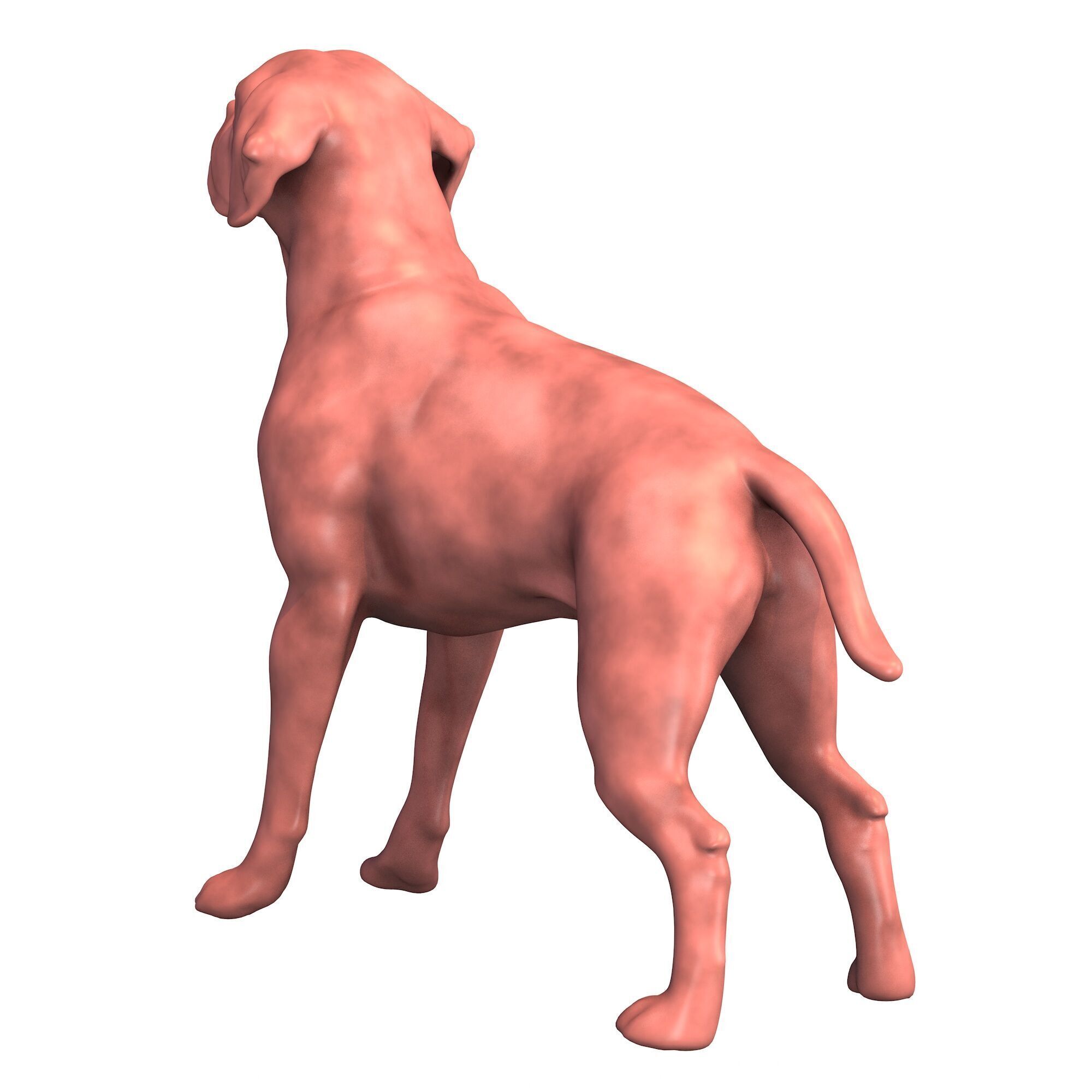 Portuguese Pointer Dog Figurine 3D print model_2