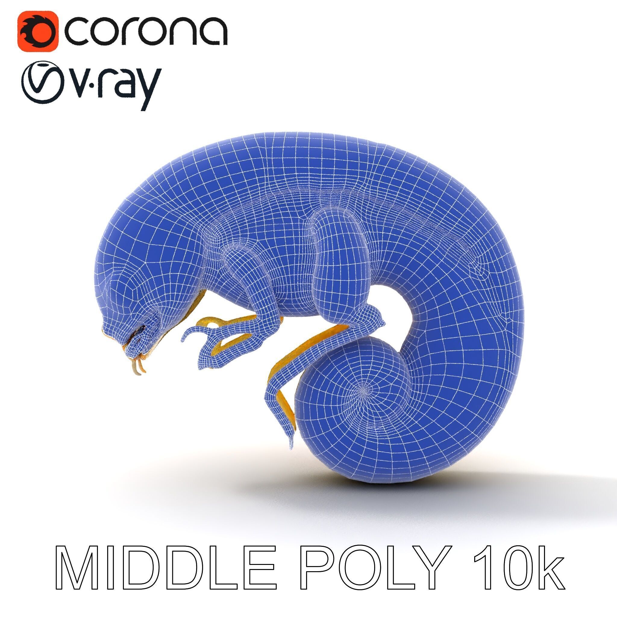 Chameleon Embryo Model Pack for Realistic Rendering Low-poly 3D model_12