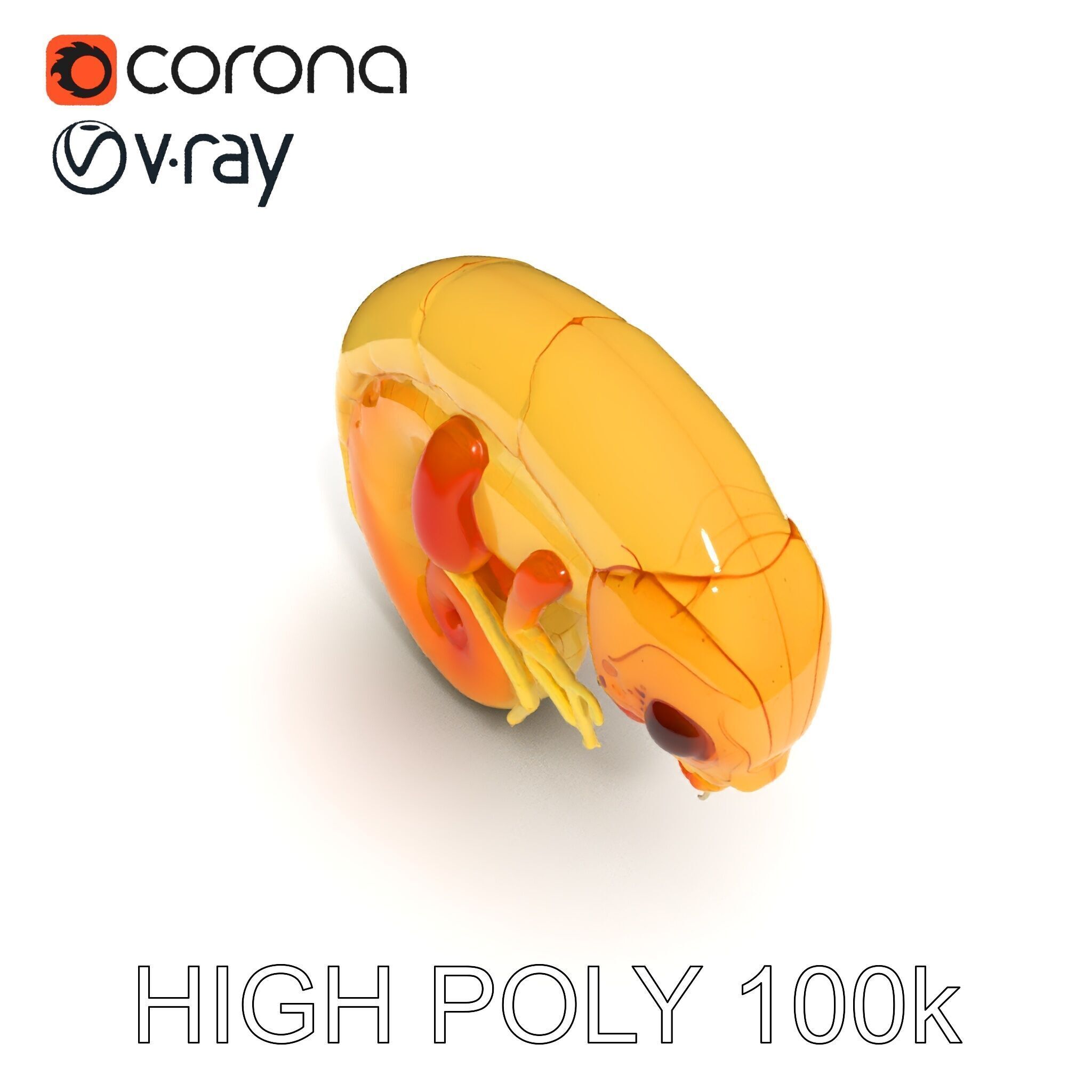 Chameleon Embryo Model Pack for Realistic Rendering Low-poly 3D model_35