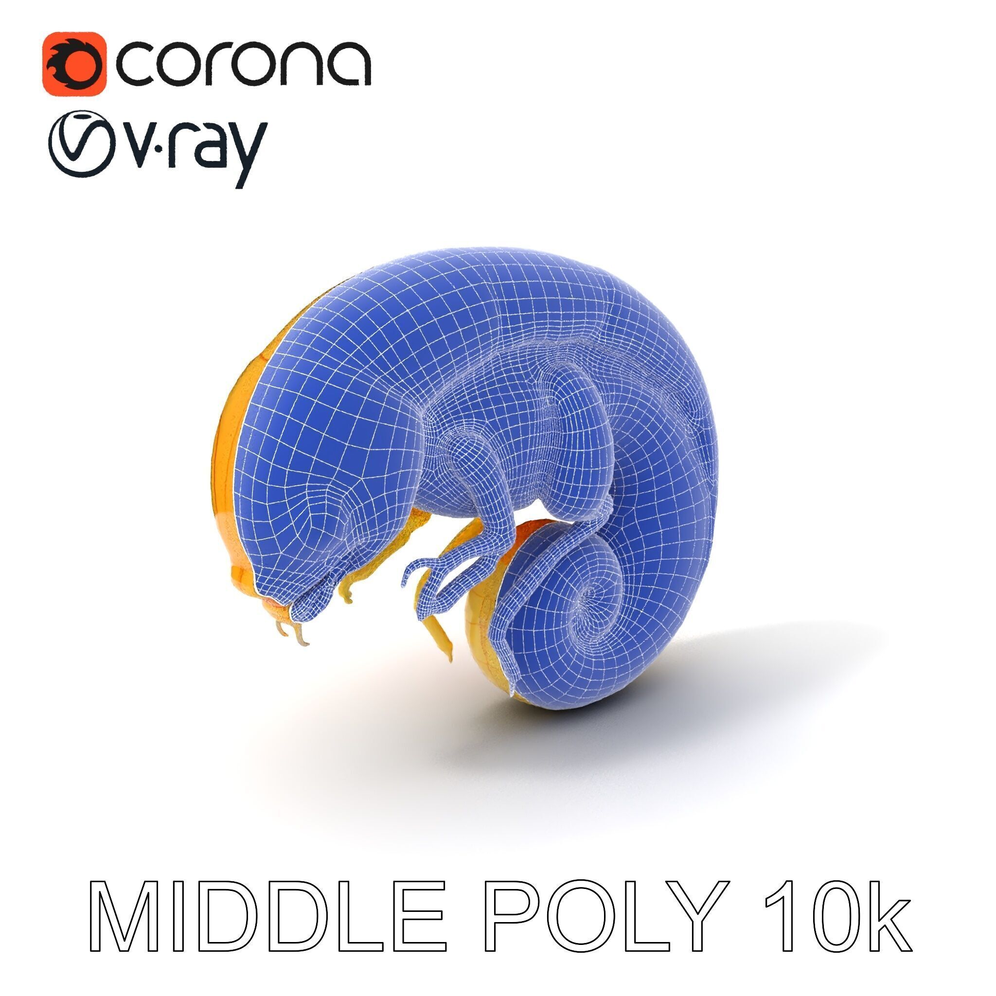 Chameleon Embryo Model Pack for Realistic Rendering Low-poly 3D model_15