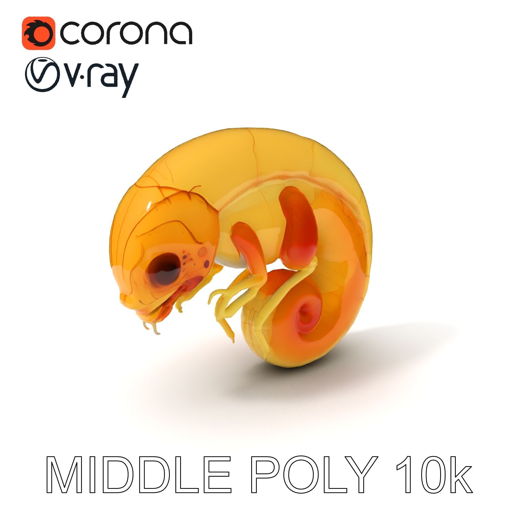 Chameleon Embryo Model Pack for Realistic Rendering Low-poly 3D model_18