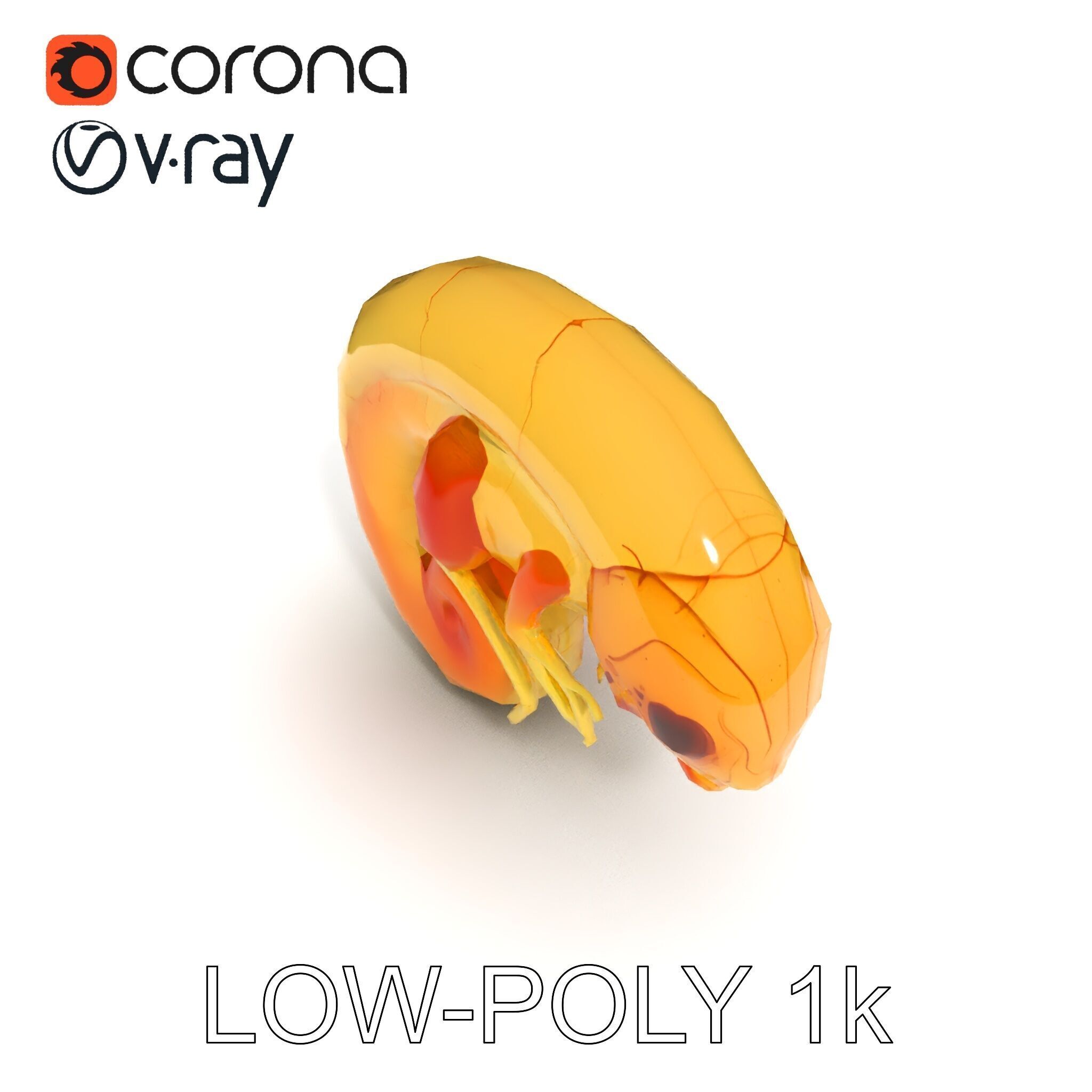 Chameleon Embryo Model Pack for Realistic Rendering Low-poly 3D model_25