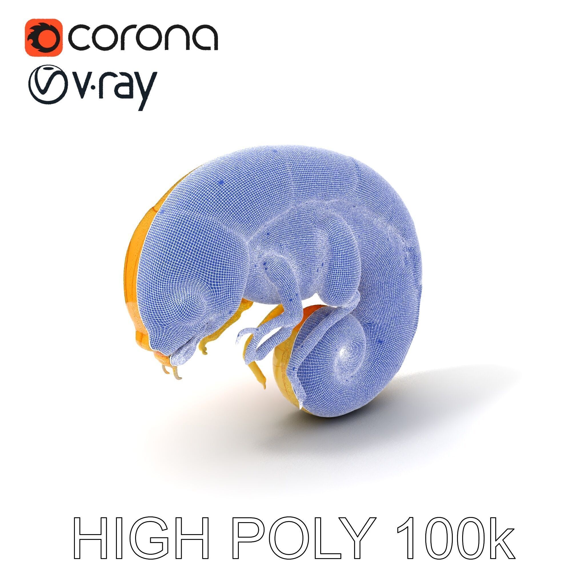 Chameleon Embryo Model Pack for Realistic Rendering Low-poly 3D model_3