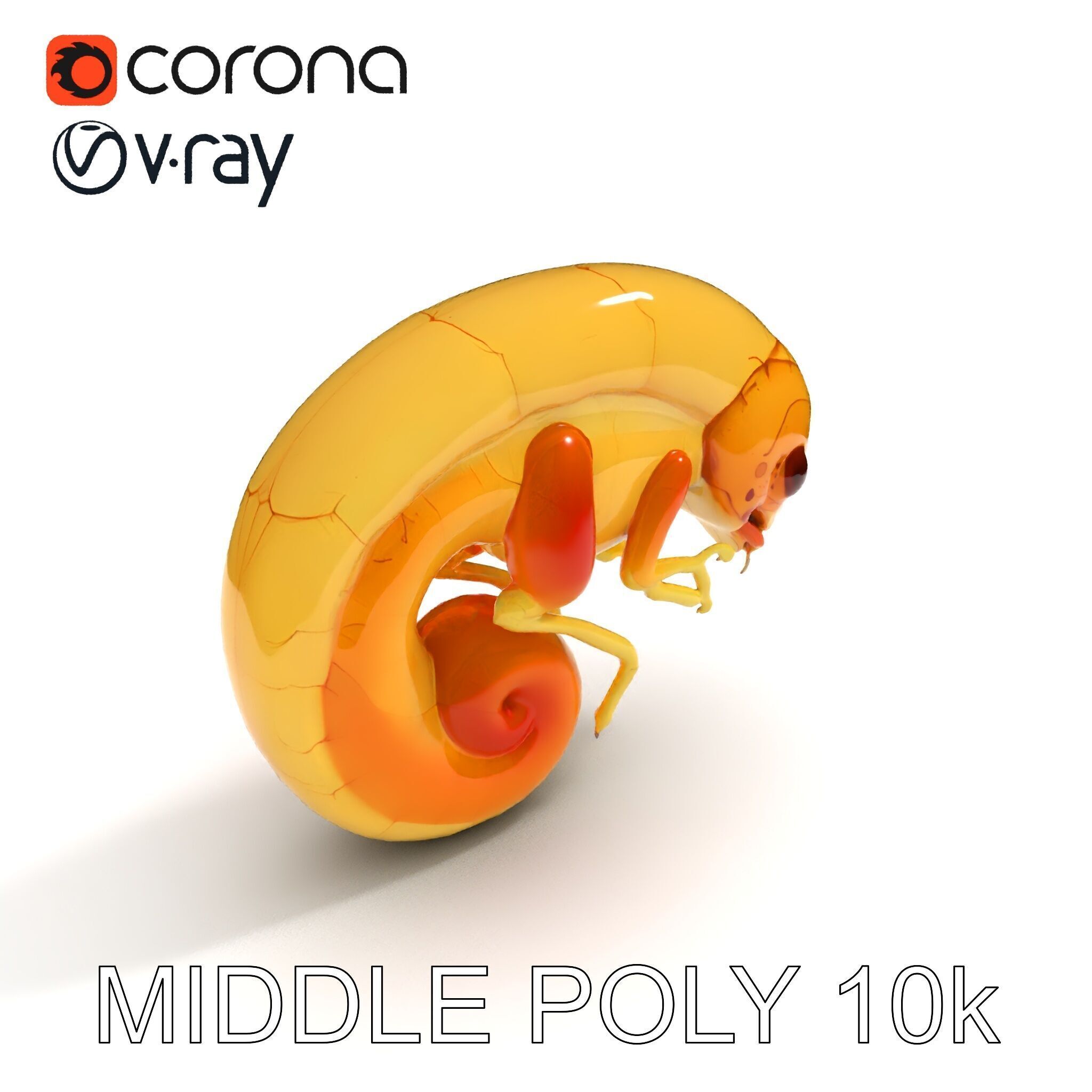 Chameleon Embryo Model Pack for Realistic Rendering Low-poly 3D model_32
