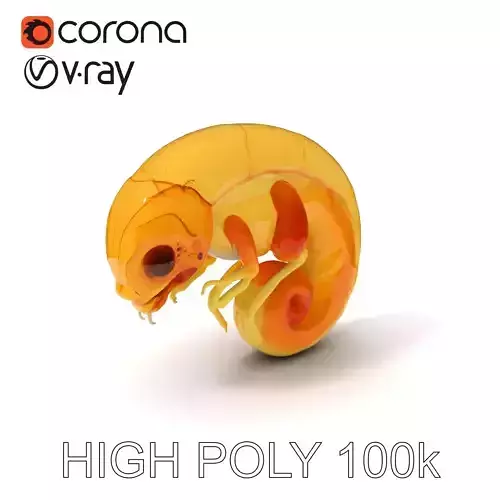 Chameleon Embryo Model Pack for Realistic Rendering