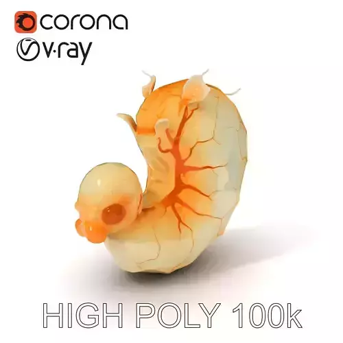 Embryo Model Pack with Detailed Anatomy